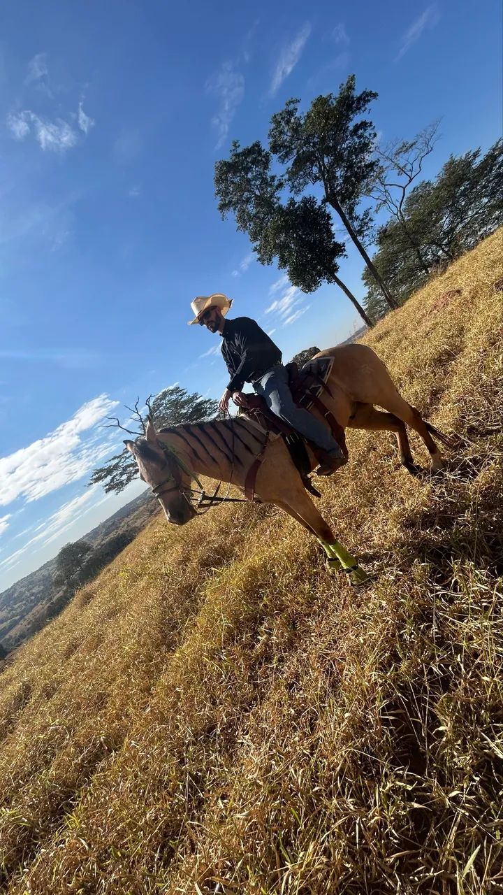 Cavalo Baio Pronto no Laço (Cabeça e Pé) - Foto 5