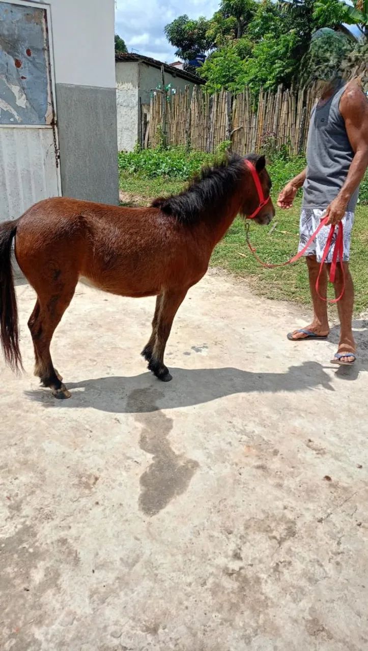 Pônei fêmea  - Foto 4