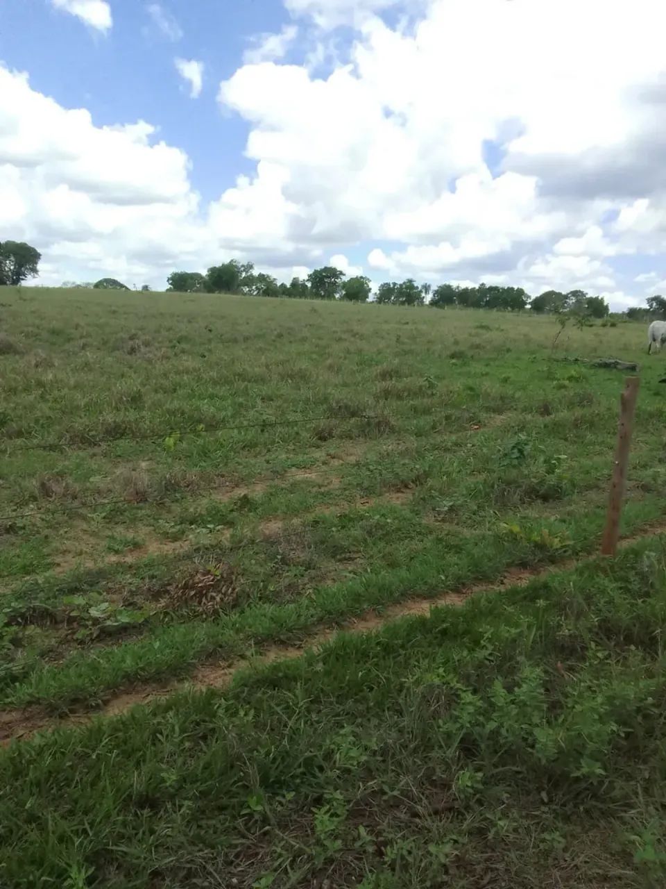 CÓD467  Fazenda à Venda  30 HECTARES  Rochedo/MS - Foto 2