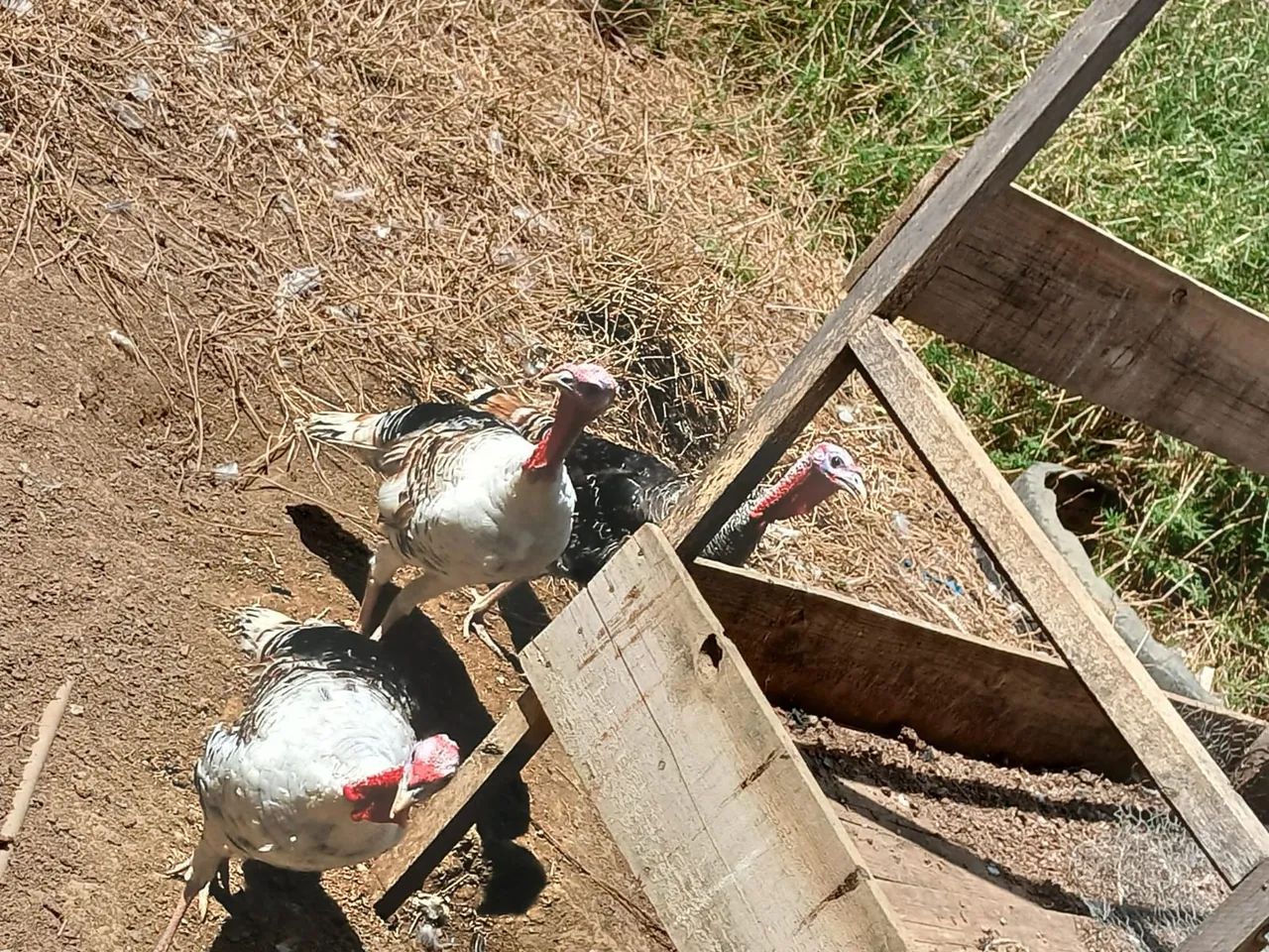 Vendo perus machos  - Foto 5