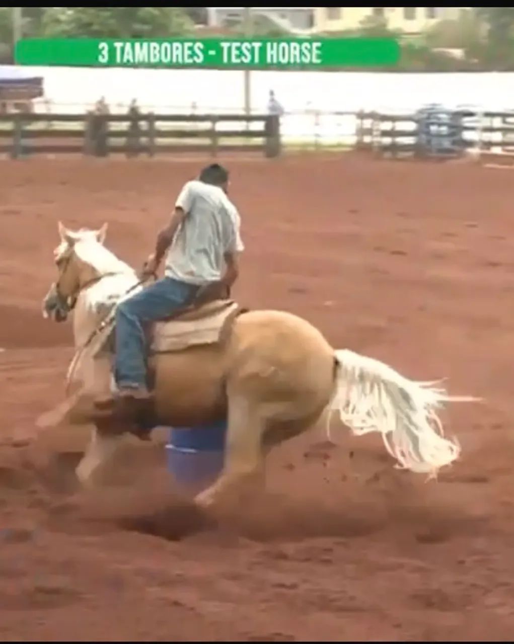Cavalo QM Três tambores  - Foto 5