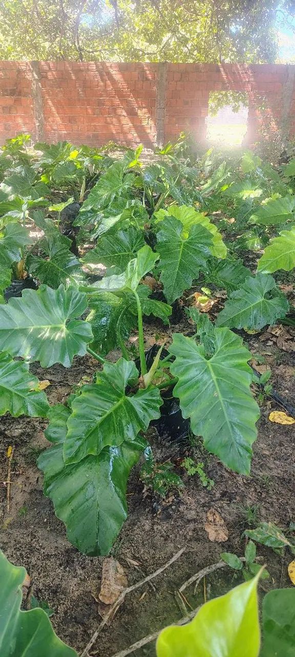 Philodendron ondulado  - Foto 3
