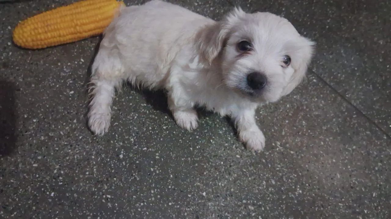 Cachorro  - Foto 3