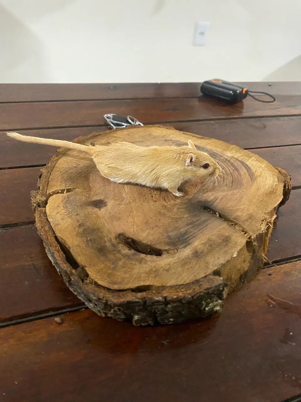 Esquilos da Mongólia(Gerbil) - Foto 5