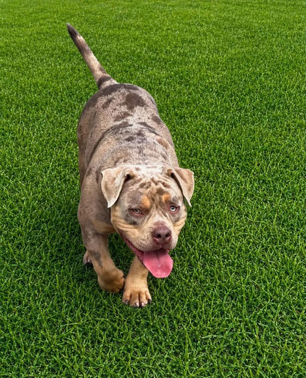 Cães  American Bully  - Foto 3