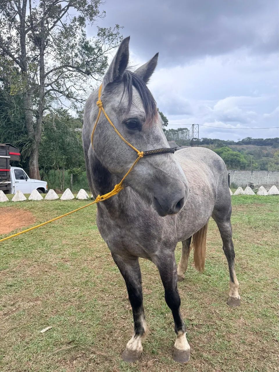 Cavalo Mangalarga Mineiro - marcha picada - Foto 4