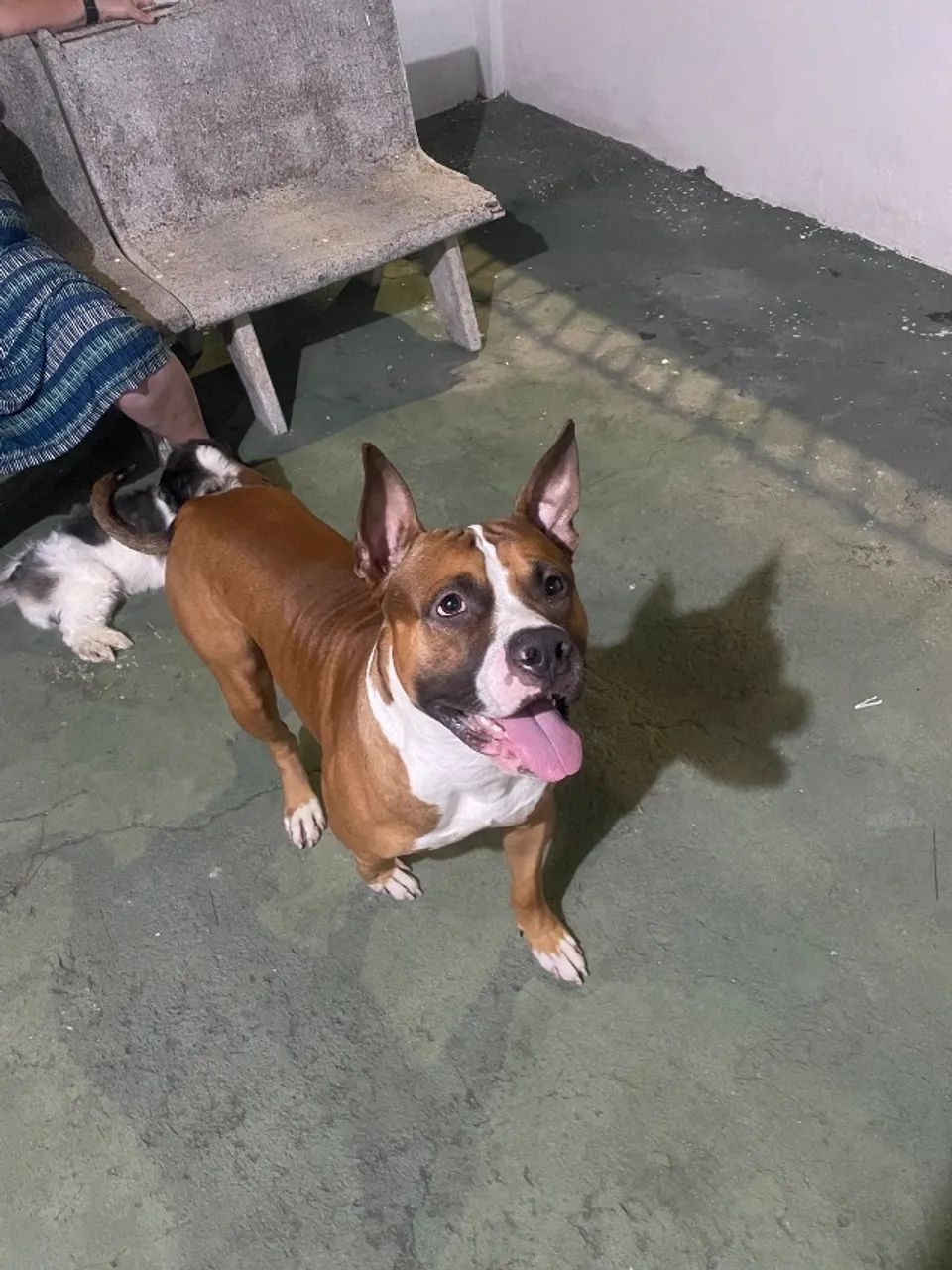 Doação de American Pitbull - Foto 4