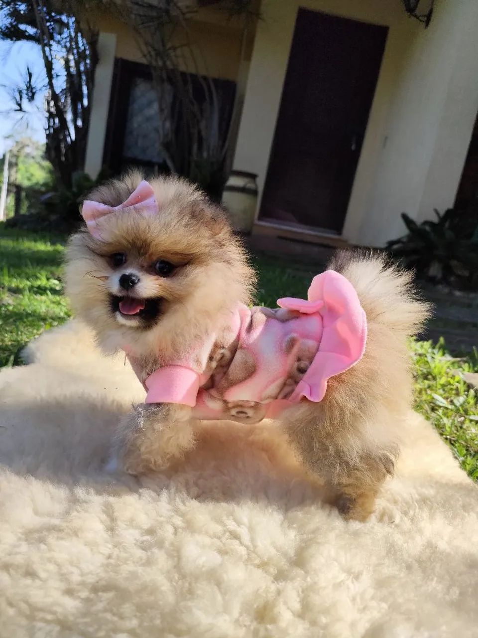 Lulu da Pomerânia fêmea  - Foto 4