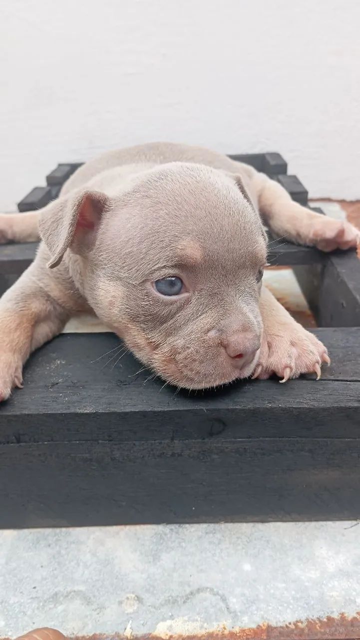 American Bully  - Foto 2