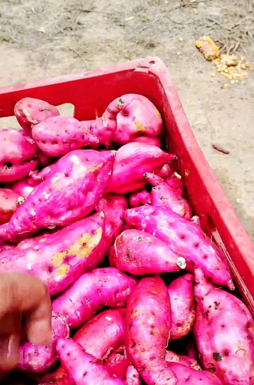 Batata doce Vitória  - Foto 2