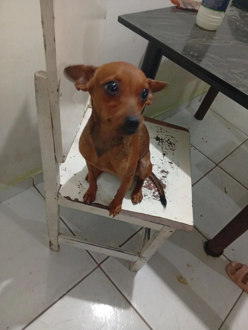 Vende-se uma cachorra  - Foto 3