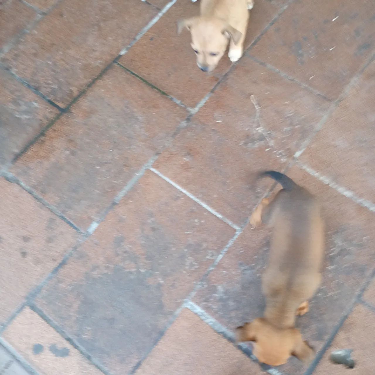 Cachorro Pit no - Foto 5
