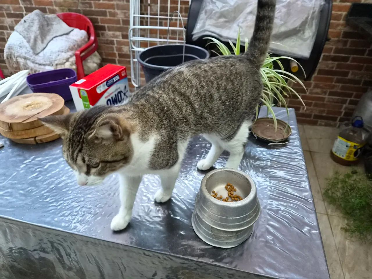 Gato para adoção  - Foto 2