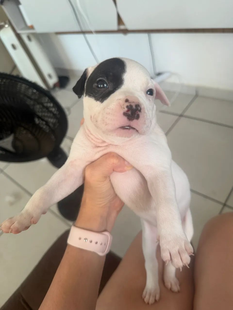 Lindos filhotes de pitbull  - Foto 5