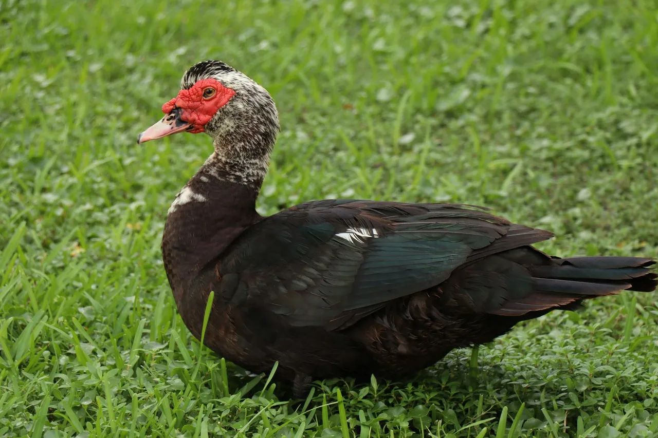 Vendo dois galos e um Pato 