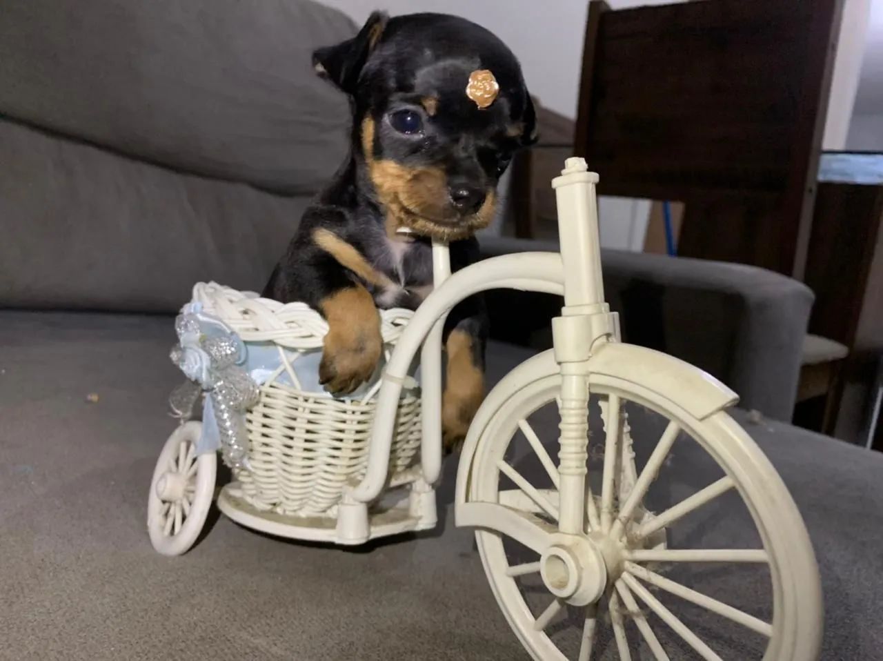 Pinscher zerO - Foto 3