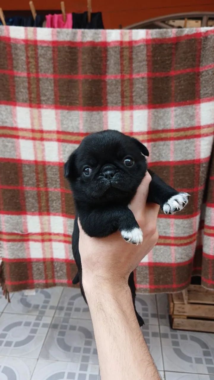 Pug macho preto  - Foto 2