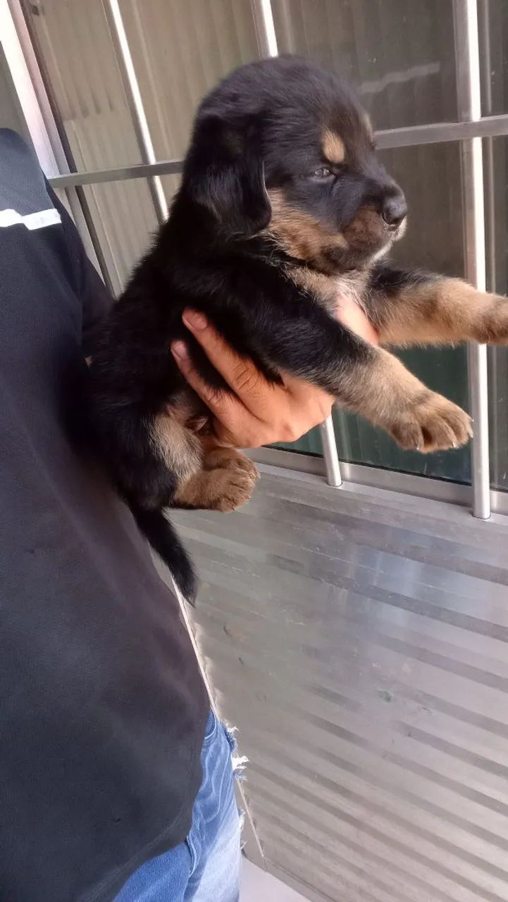 Rottweiler macho  - Foto 3
