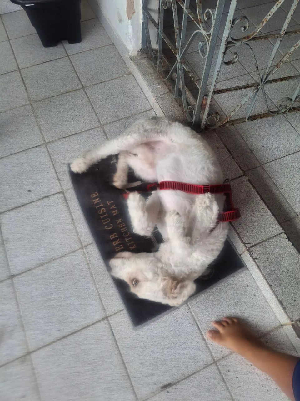 Doação de  cachorro  - Foto 5