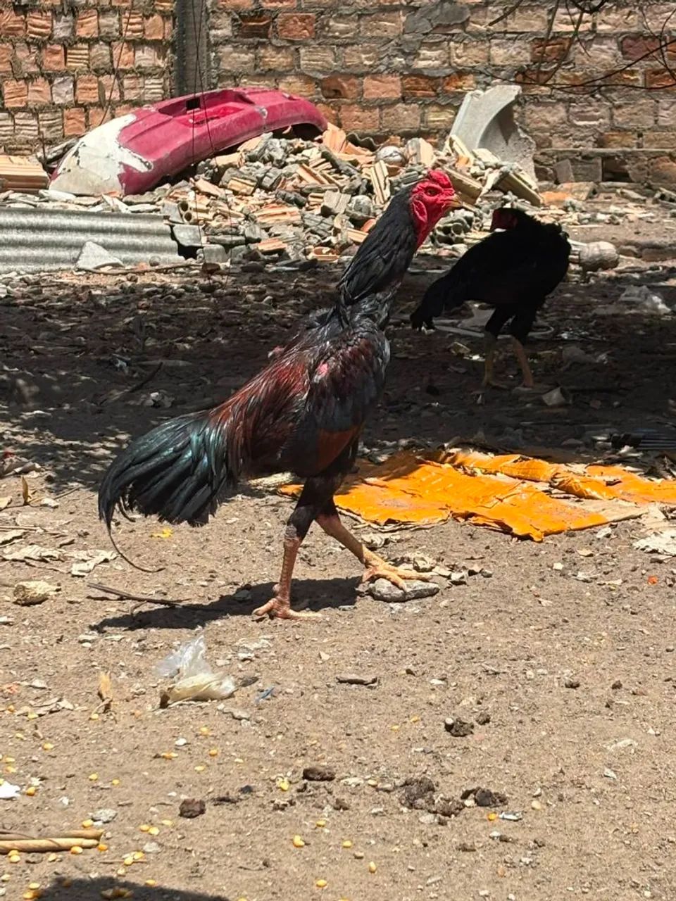 Galo carioca 
