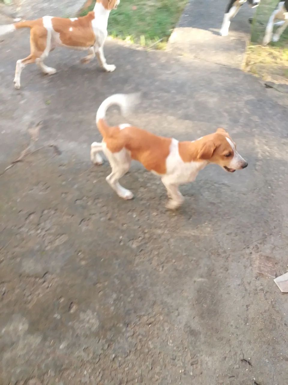 dog alemão - Foto 5
