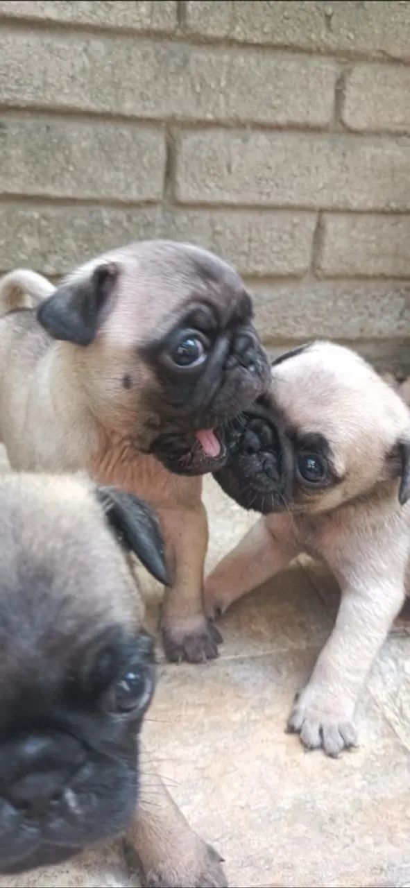Pugs filhotes  - Foto 2