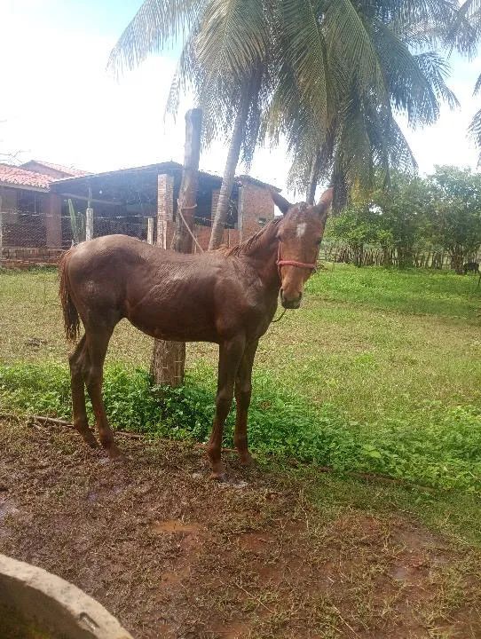 Para troca ou venda