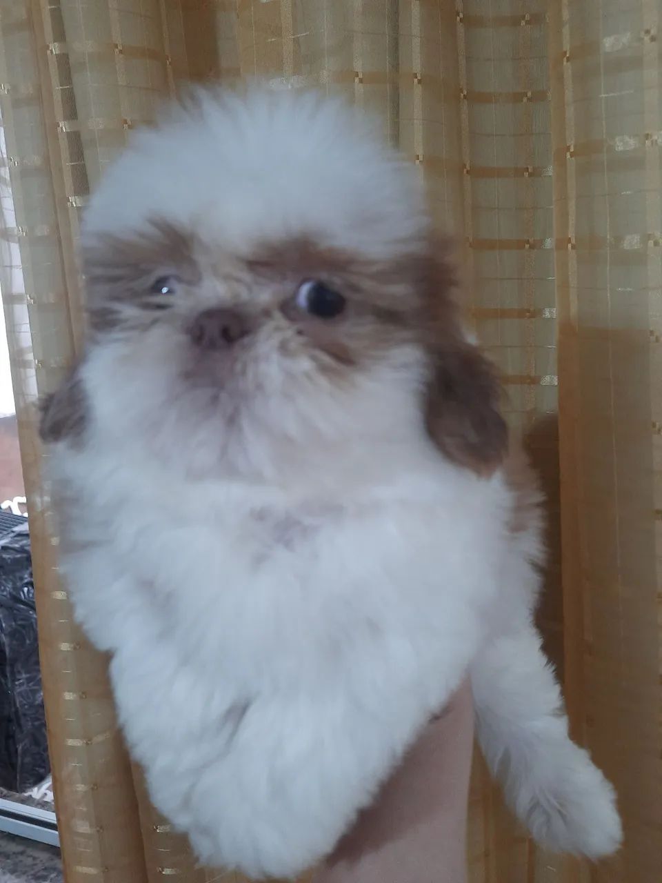 Shih Tzu Macho Fígado com Branco 