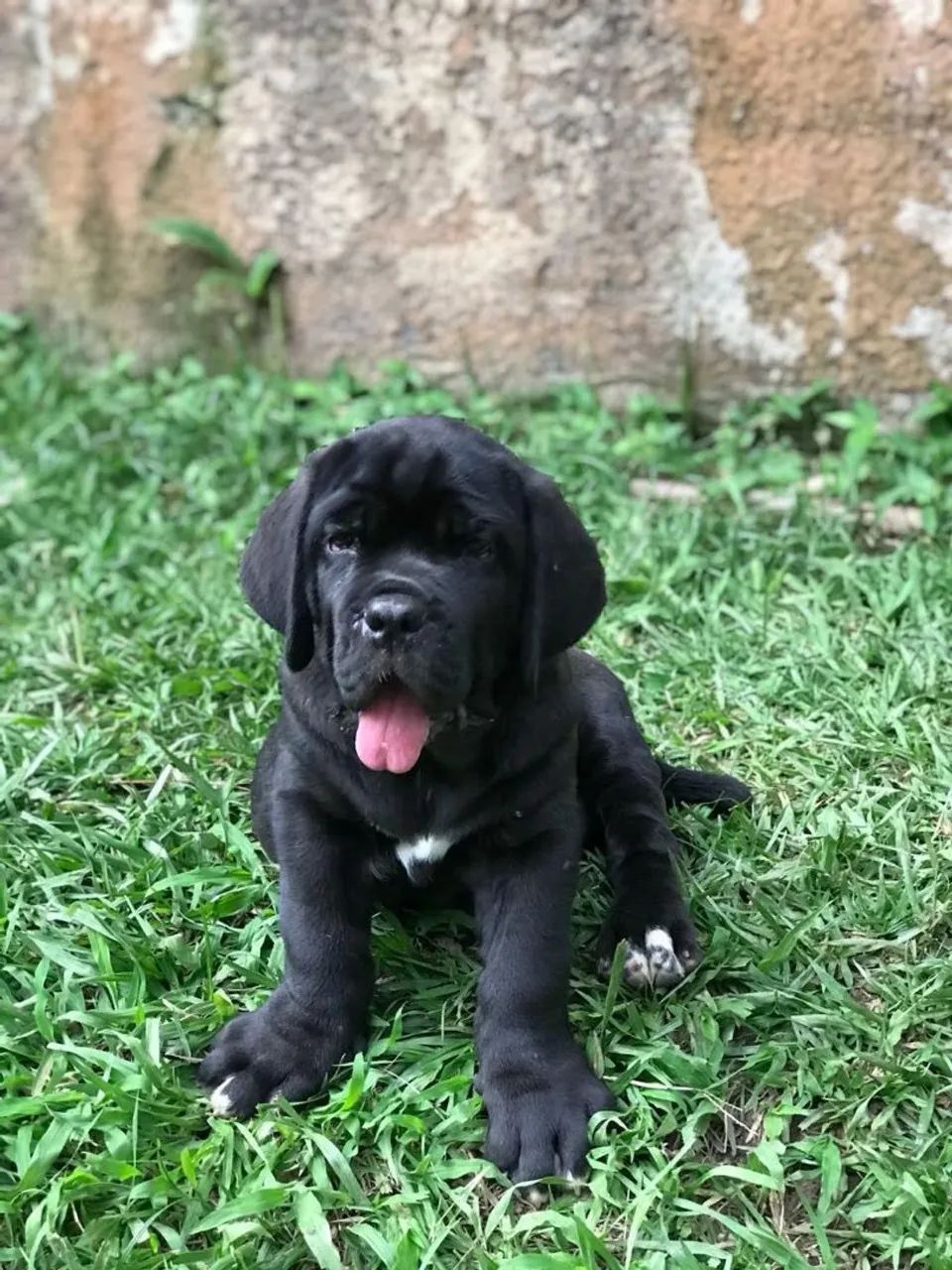 Labrador creme disponíveil  - Foto 5