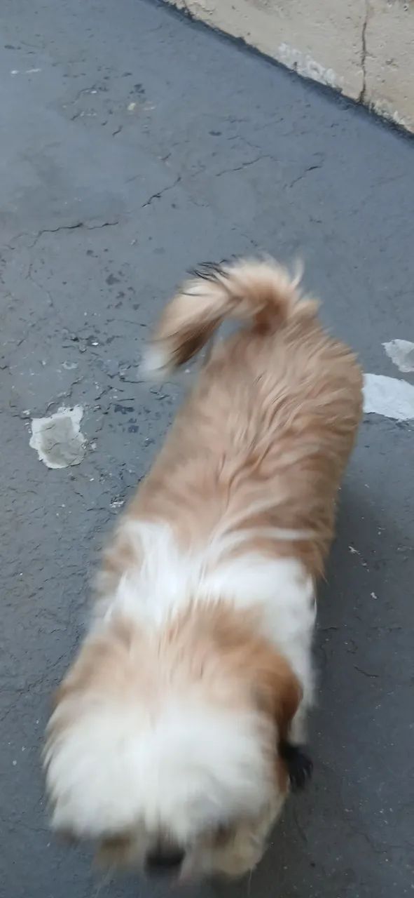 Cachorro shituz - Foto 3