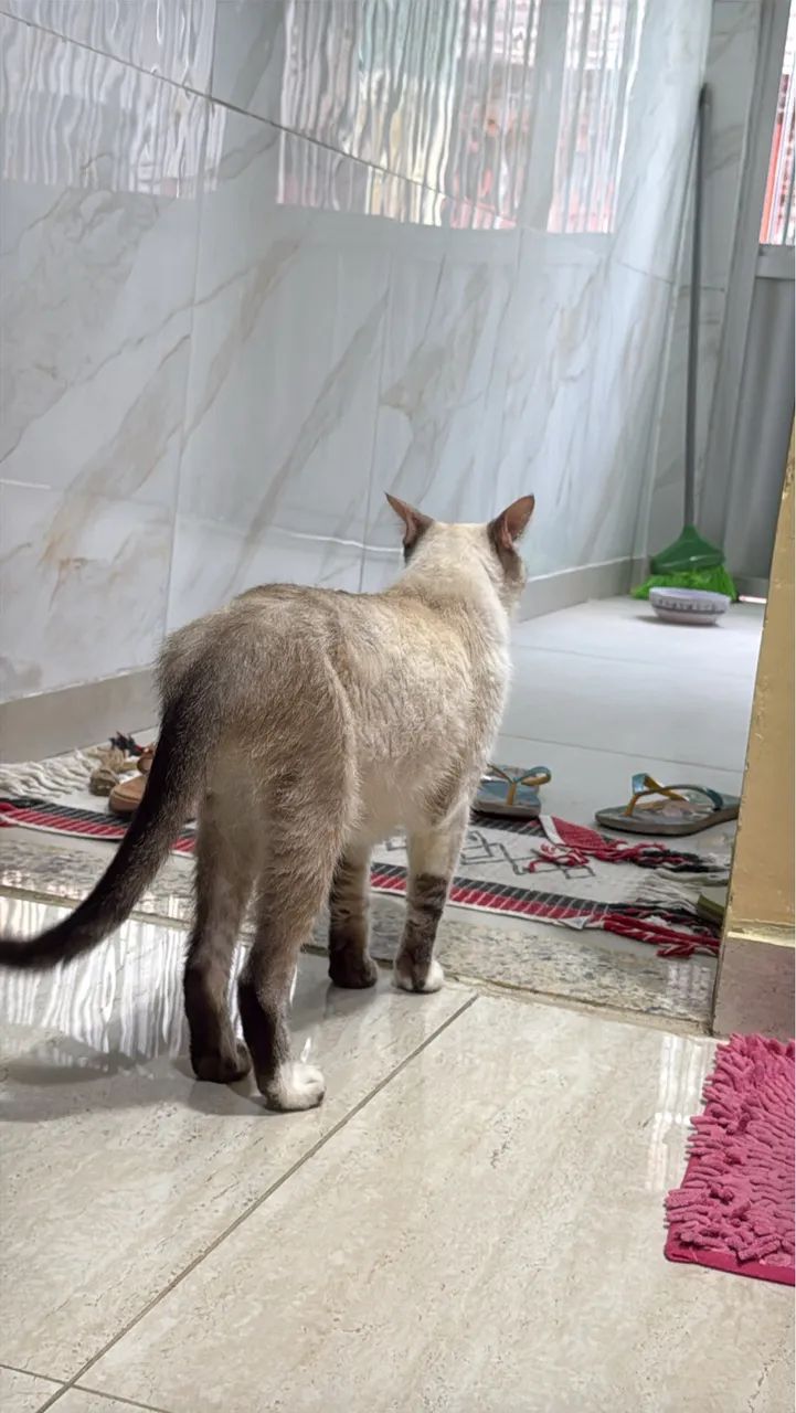 Gato macho pra adoção  - Foto 3
