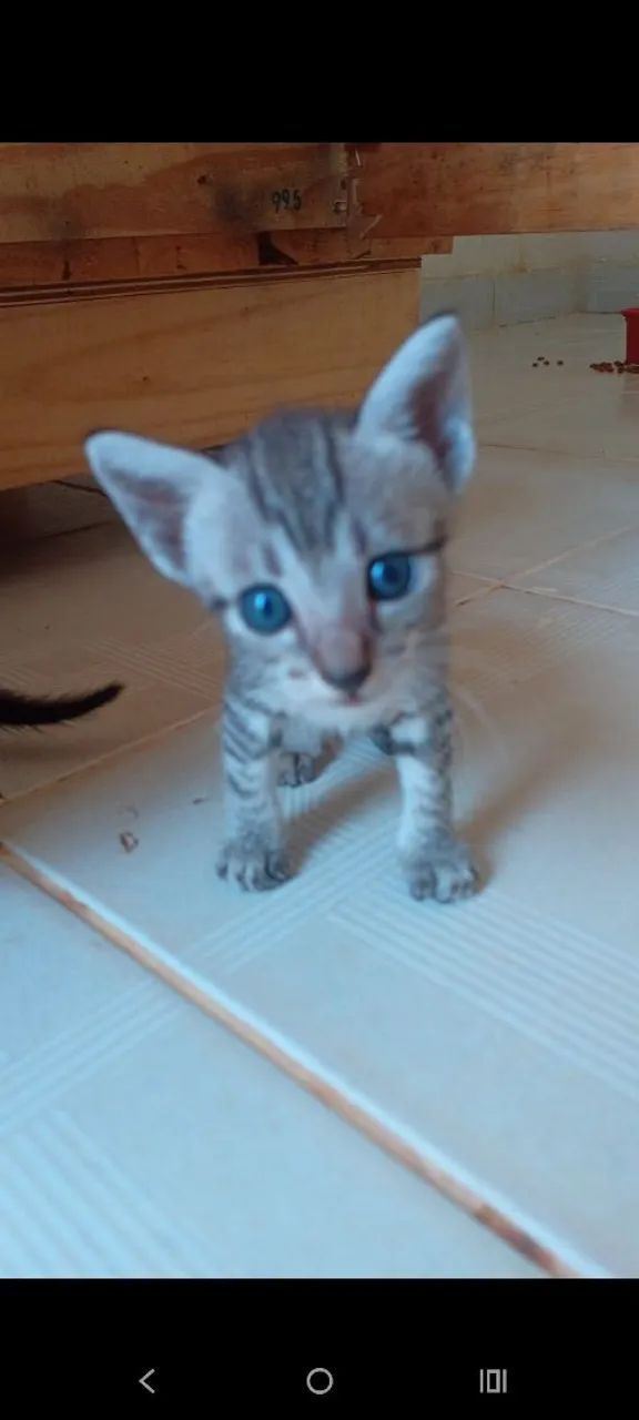 Gatinhos  pra doação  - Foto 2