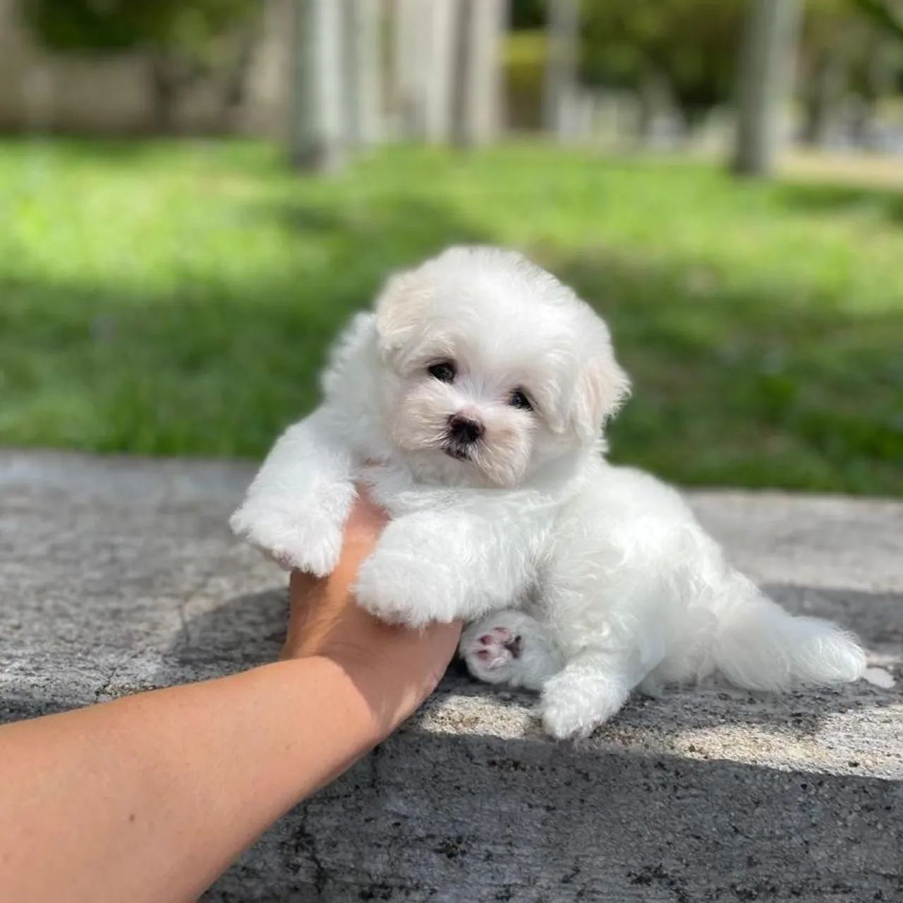 Maltês Micro Legítimos com Pedigree 