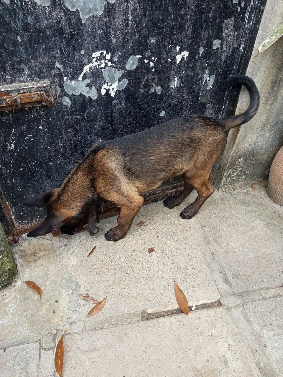 Belga  - Foto 3