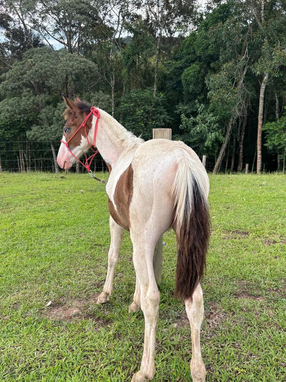 Potranca apartada 6 meses - Foto 5