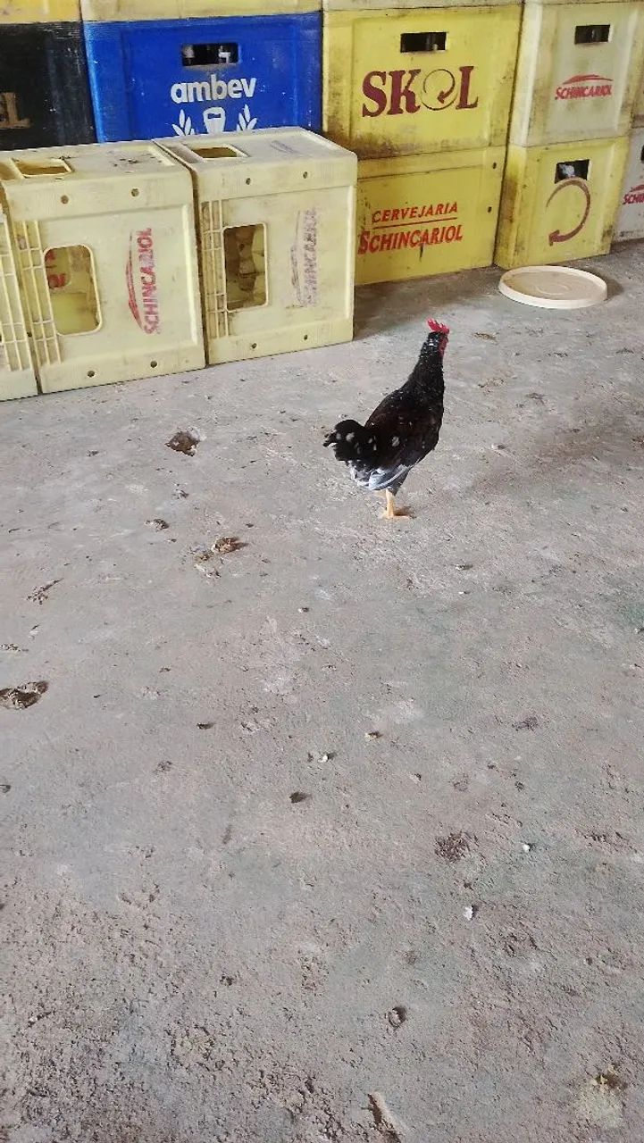 Galinha garnizé  - Foto 3
