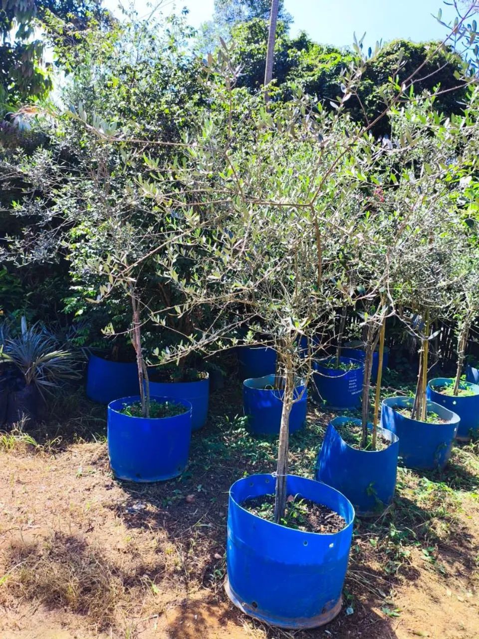 Mudas de oliveira 