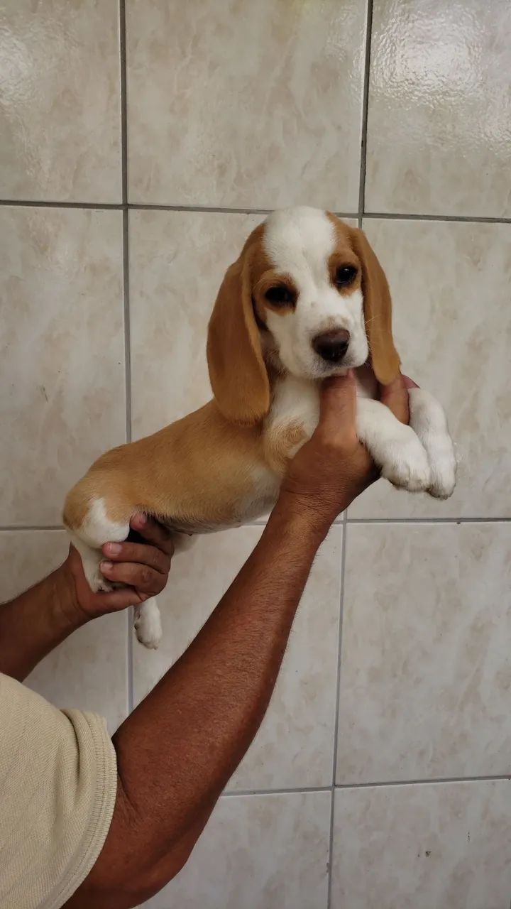 Filhotes de beagle  - Foto 4