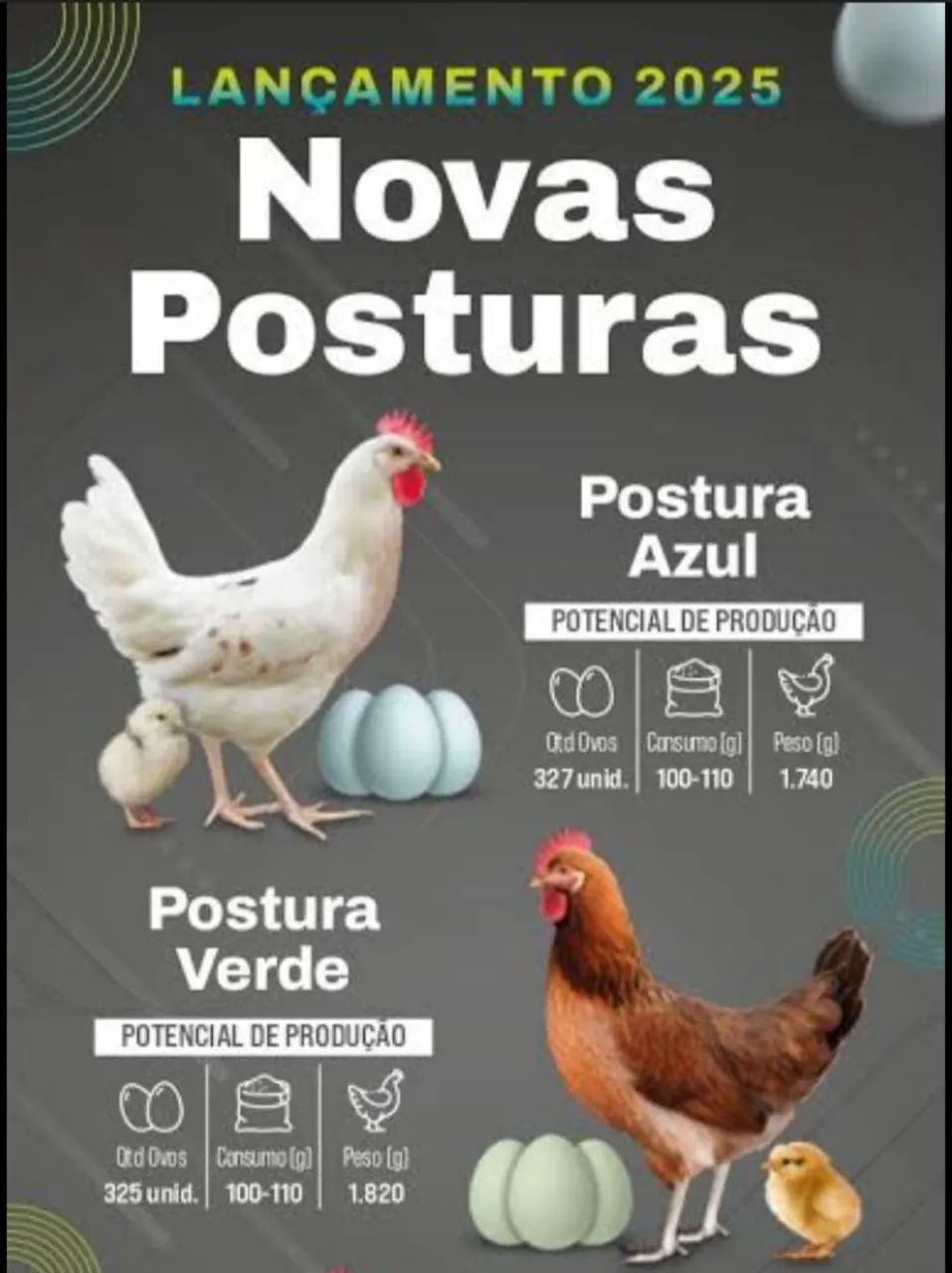 Poedeiras - Foto 4