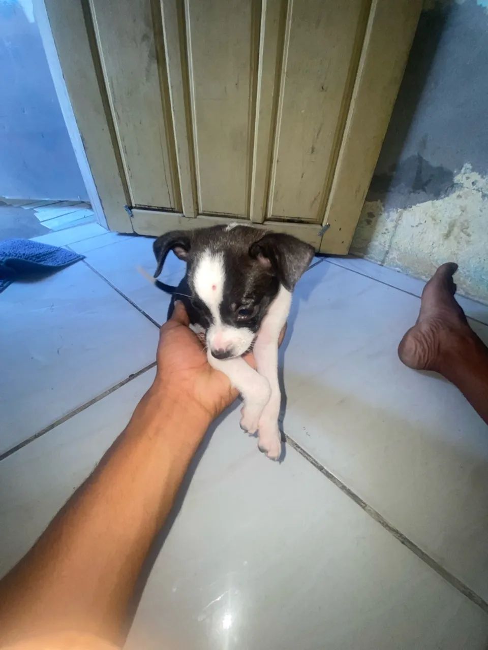 Vendo pincher - Foto 2