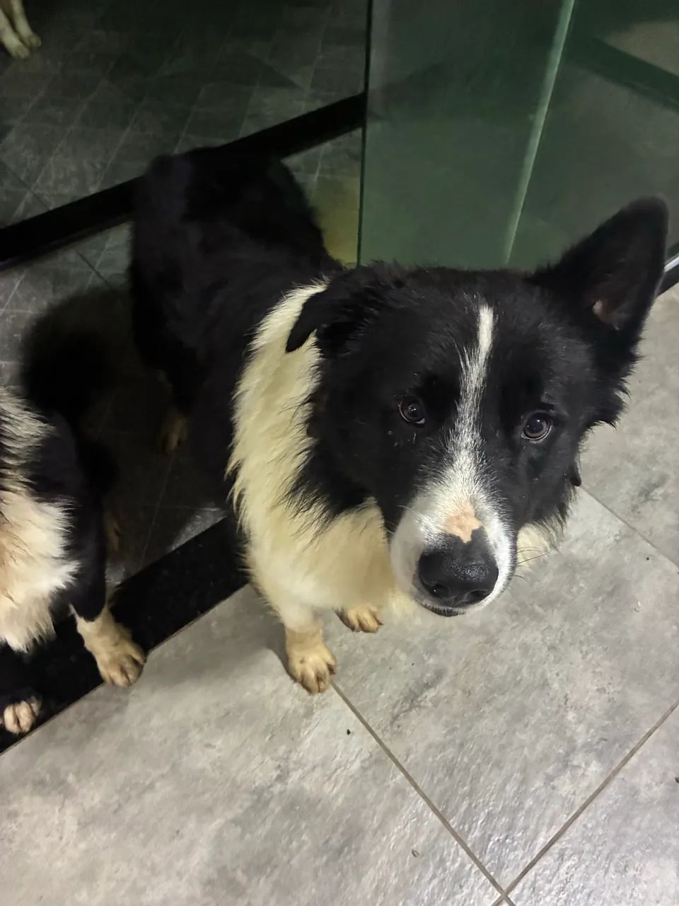 Border collie 1 ano e meio437443721618401281