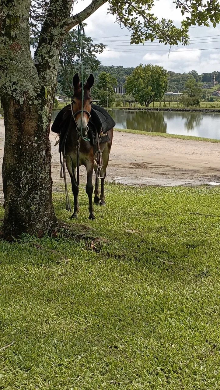 Burro - Foto 2