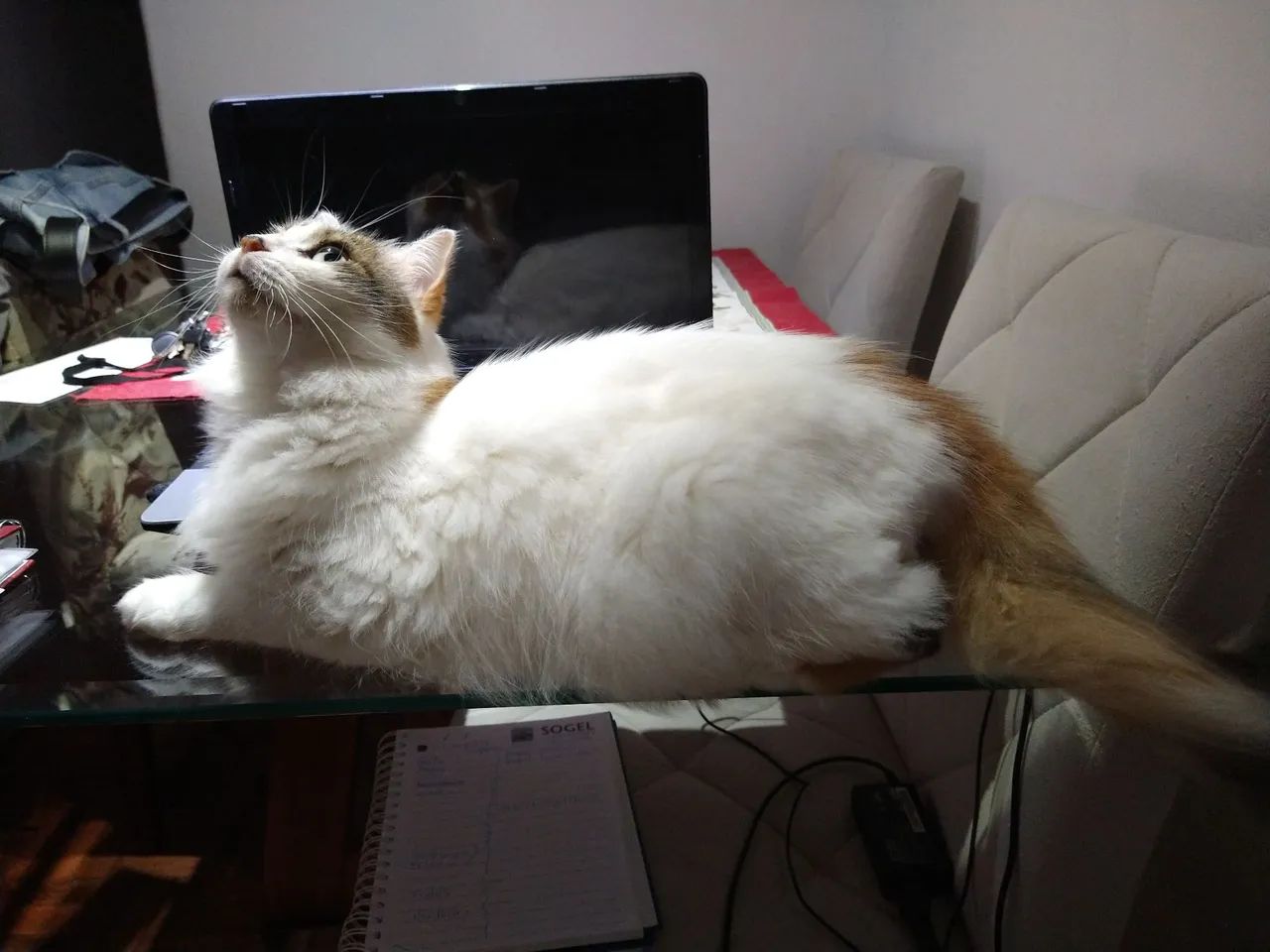 Doação de gato  - Foto 4