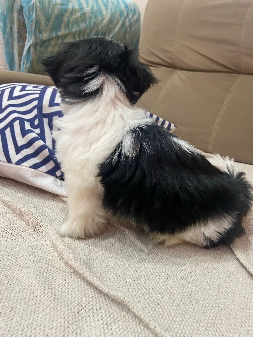 Cachorro Shitzu 700$ - Foto 3