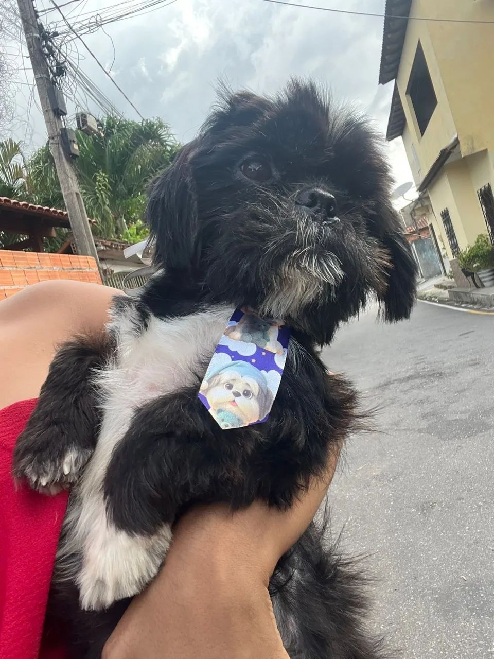 Shih tzu  - Foto 4