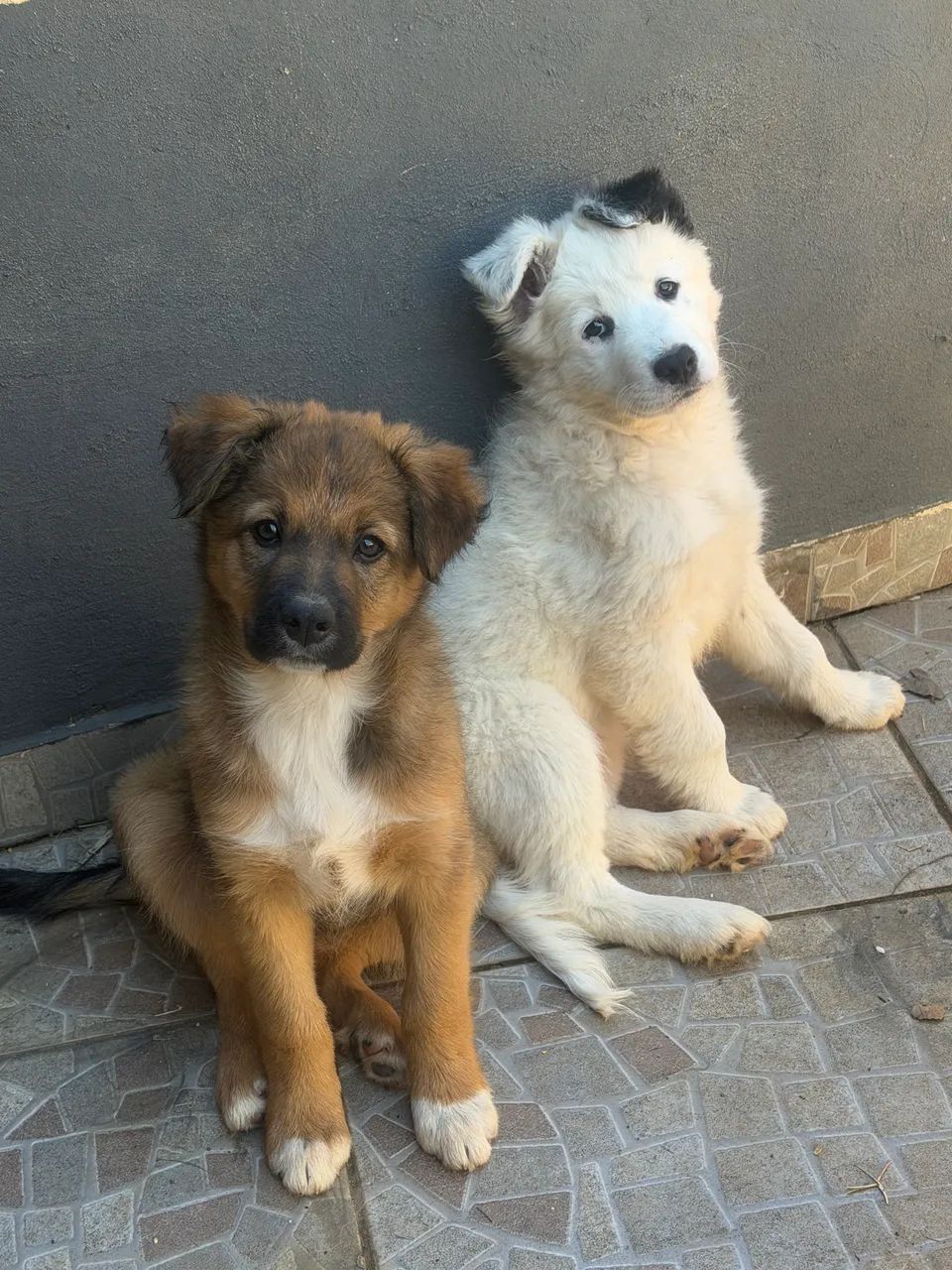 Vendo boder collie 