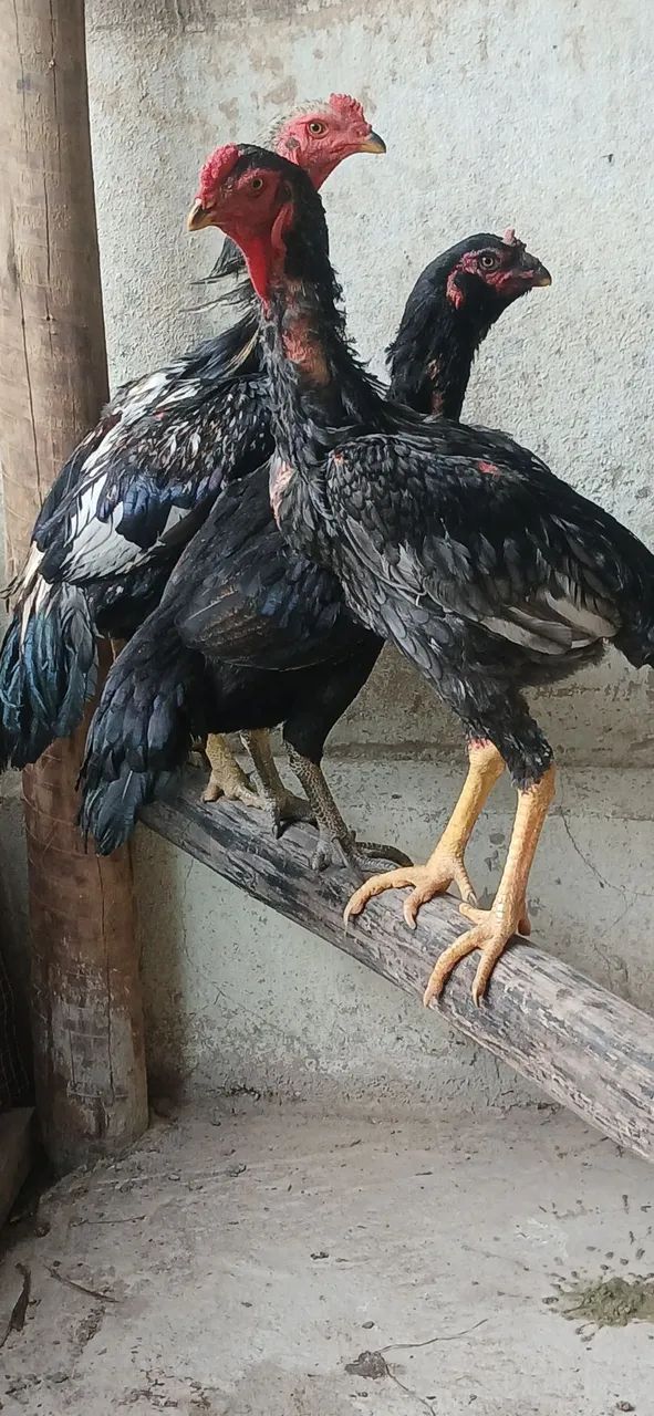 Frango indio - Foto 2