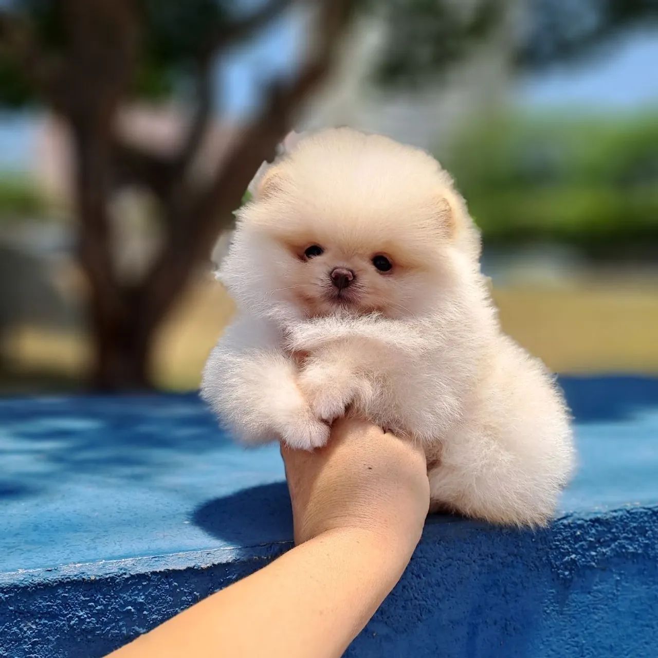 Chegaram Os Ursinhos mais lindos da Olx - Foto 3