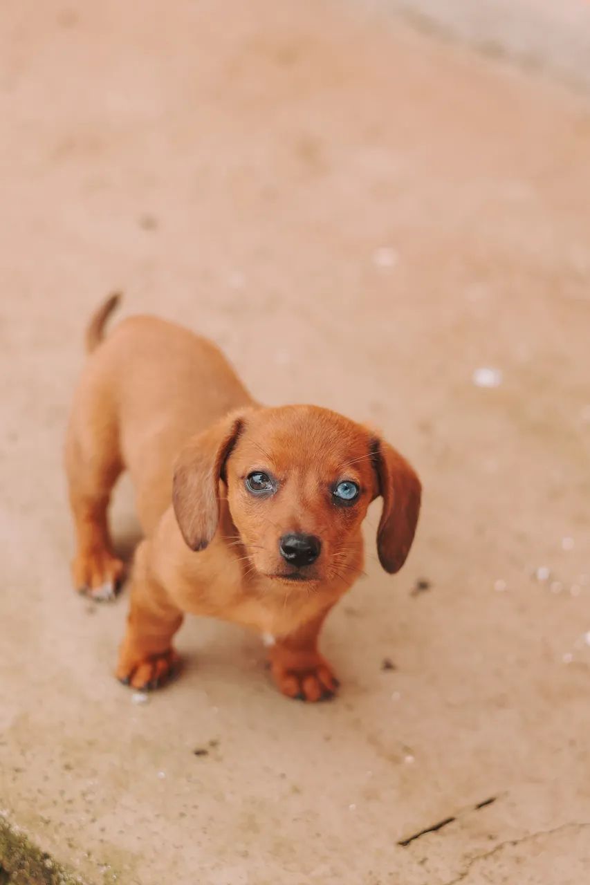 Dachshund  - Foto 4