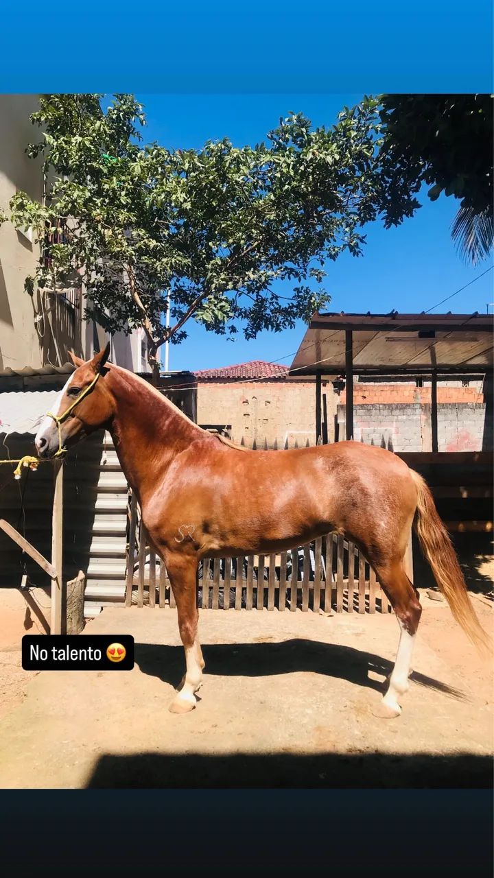 Égua mangalarga marchador 